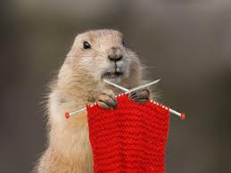 groundhog knitting
