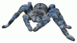 tarantula